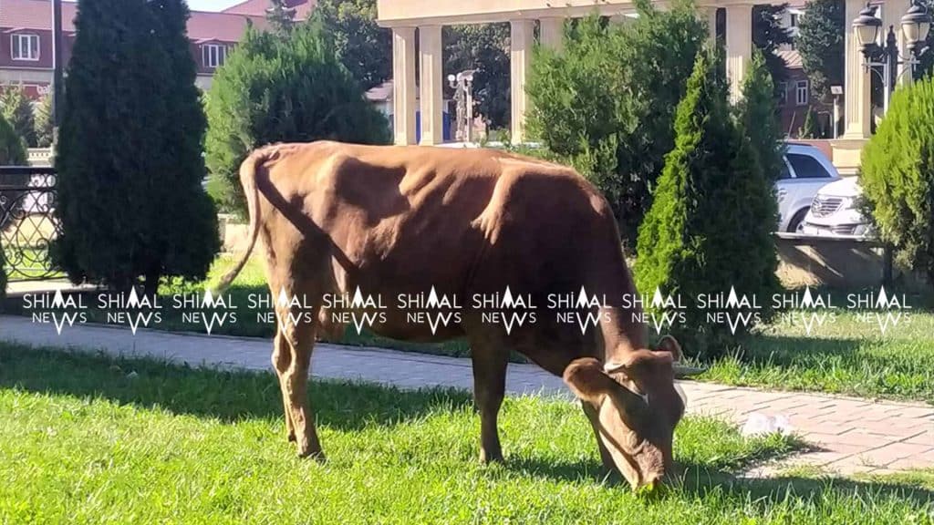 Quba: mixəyi inəyin park sərgüzəşləri