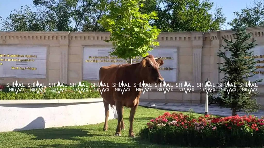 Quba: mixəyi inəyin park sərgüzəşləri