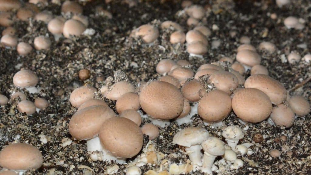 Xaçmazda fəaliyyət göstərən müəssisədə il ərzində 150 ton yeməli göbələk istehsal olunur