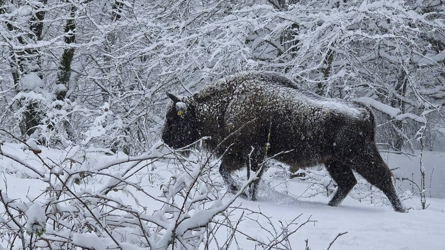 Şahdağ Milli Parkı turistləri gözləyir