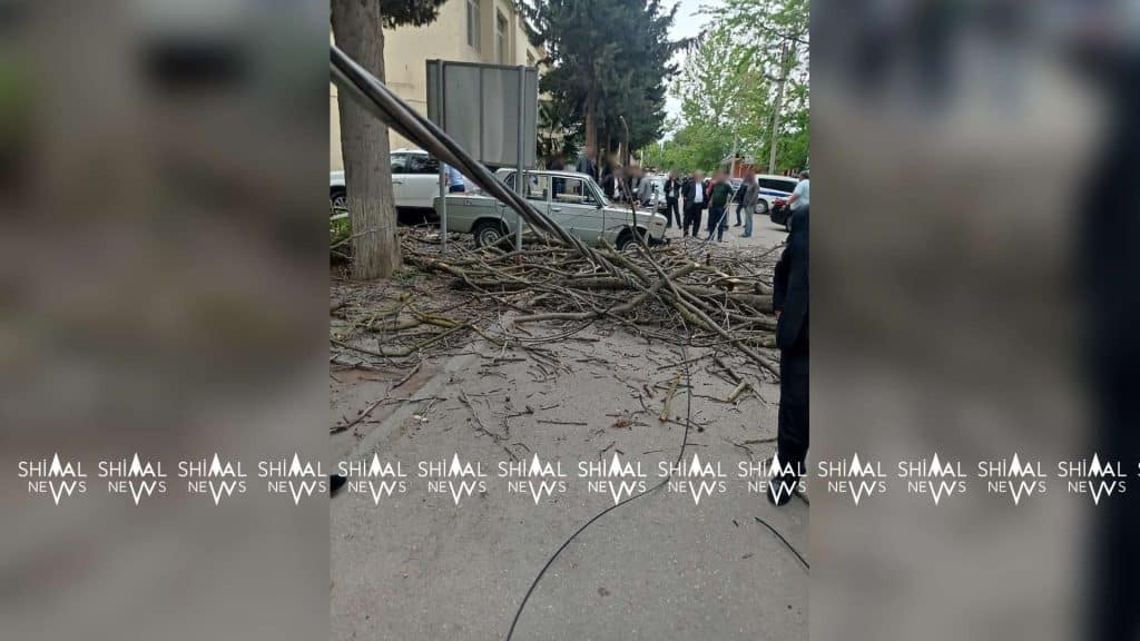 Xaçmazda böyük ağac avtomobillərin üzərinə aşıb