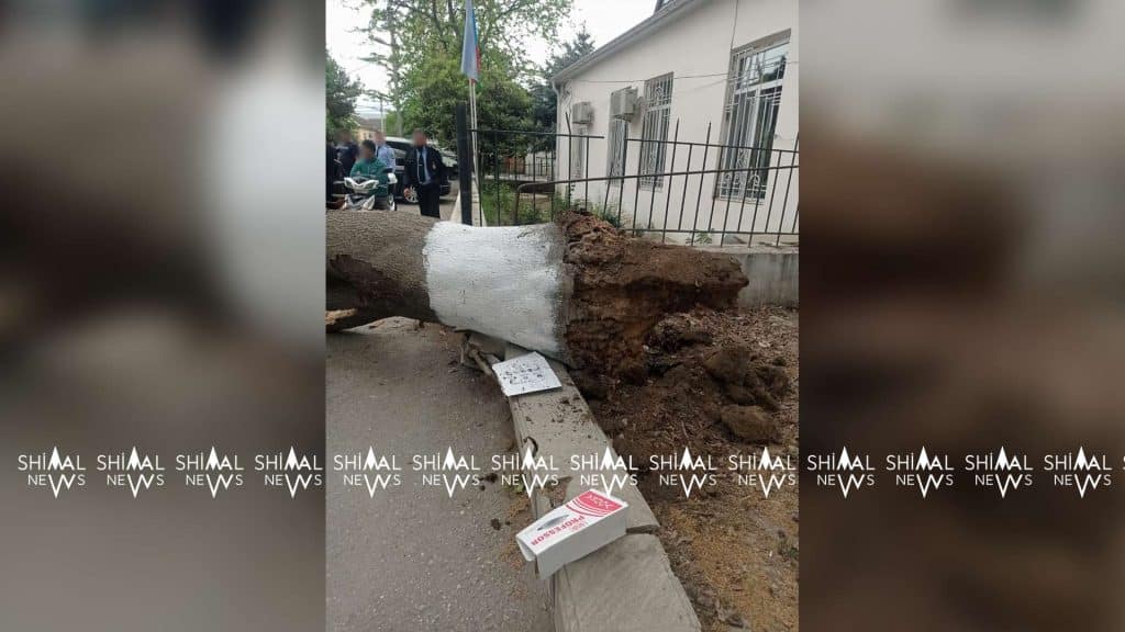 Xaçmazda böyük ağac avtomobillərin üzərinə aşıb