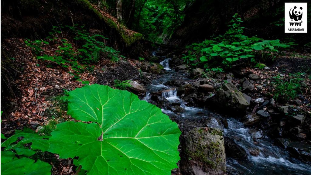 İsmayıllı: zubrların monitorinqi keçirilib
