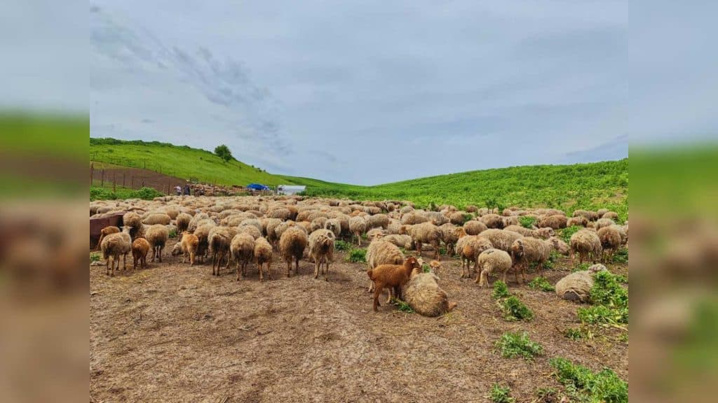 İsamayıllıdan olan gənc kənddə fermer olmağı seçib