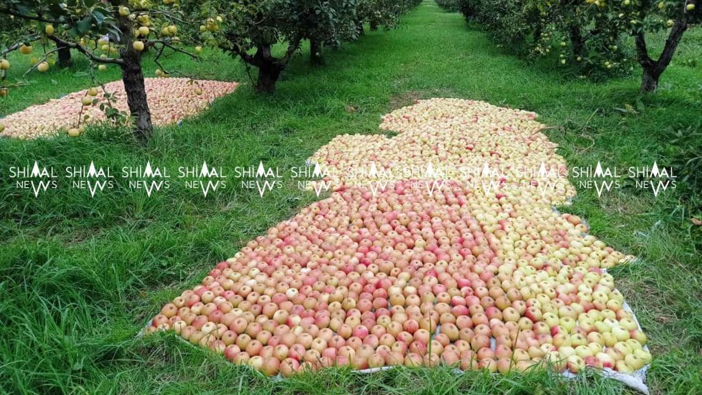 Şimalın alma bağlarında qırmızı “xalçalar” sərilib