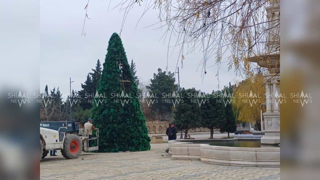 Xaçmazda yeni ilin rəmzi olan küknar ağacı bəzənir