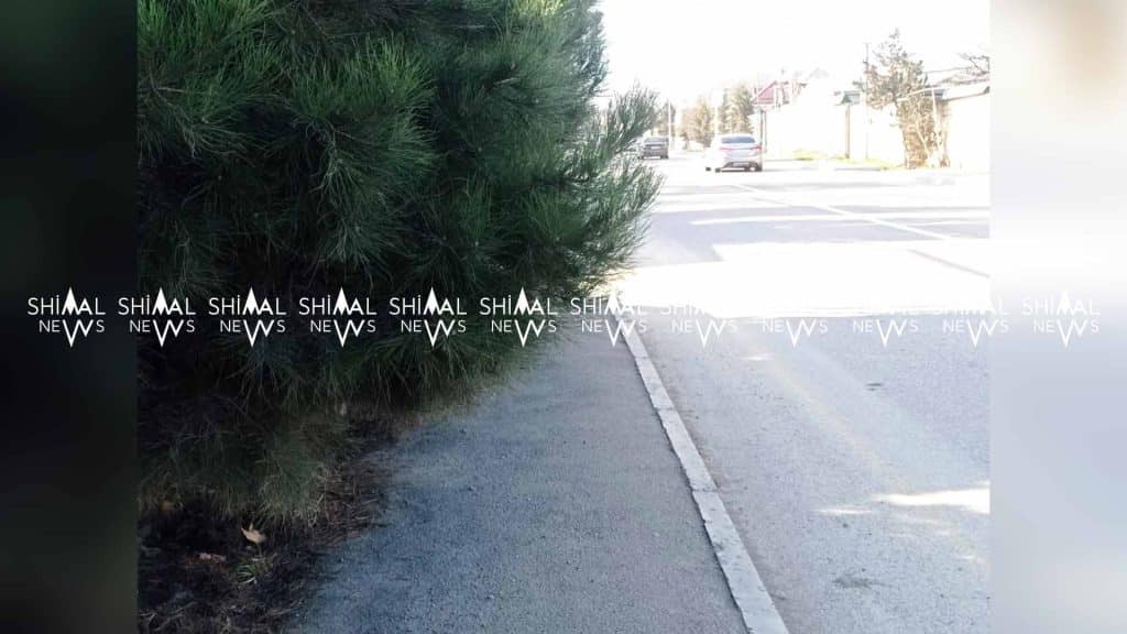 Quba: budanmamış ağaclar piyadaları təhlükəyə atır