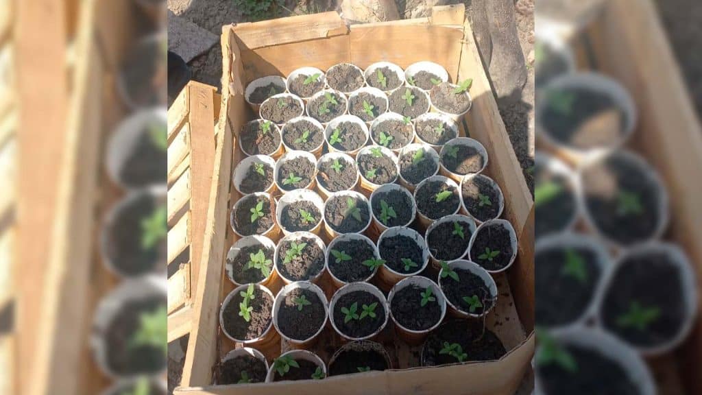 DİN: İsmayıllıda çətənə bitkisi yetişdirən şəxs saxlanılıb