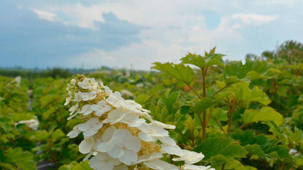 Qusarda yeni tingçilik təsərrüfatı fəaliyyətə başlayıb