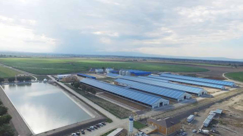 Xaçmaz: Yalama Aqroparkda qarğıdalı yığımı davam edir