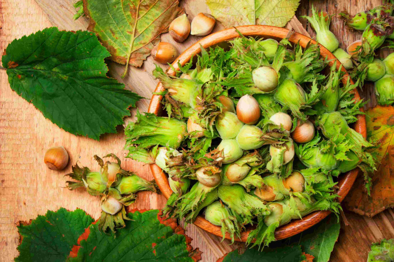 Xaçmaz fındığını yığmağa əlavə işçi qüvvəsı cəlb olunub