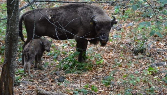 İsmayıllıda 5-ci zubr balası dünyaya gəlib