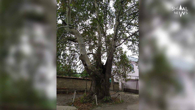 Qubada çinarın 400 ildən artıq yaşı var