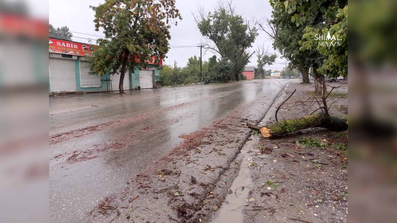 Qırılmış ağaclar Xaçmazın yollarında maneə yaradıb