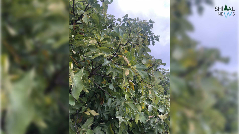 Xudatlı bağbanları sevindirəcək nadir təbiət hadisəsi baş verib