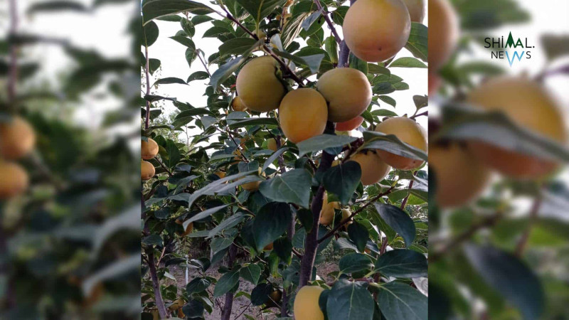 Xaçmazın bağlarında xurma boldur