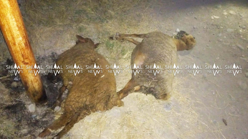 Qubada “tok” heyvanları vuraraq öldürüb