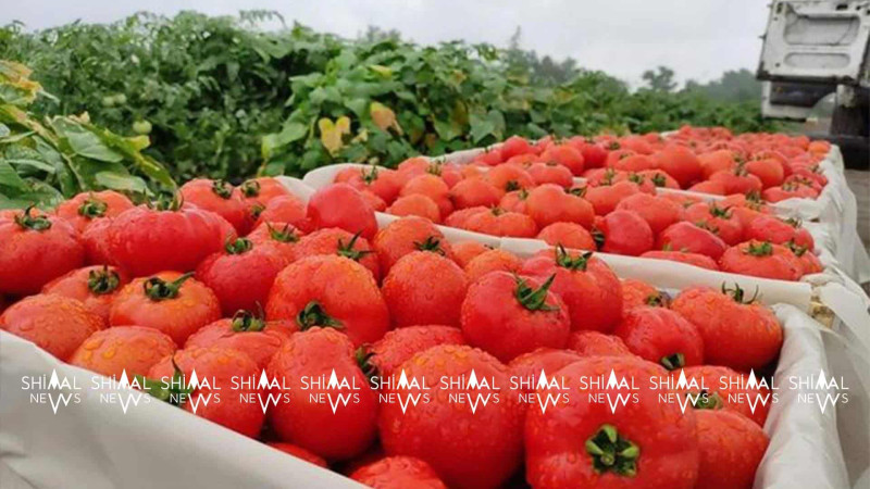 Şimal bölgəsində pomidorun qiyməti çox ucuzlaşıb