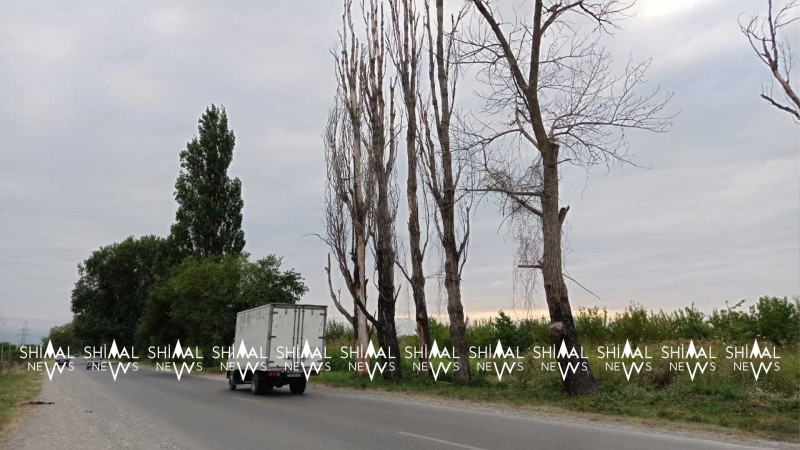 Xaçmaz-Quba yolundakı 6 quru ağac sürücüləri narahat edir