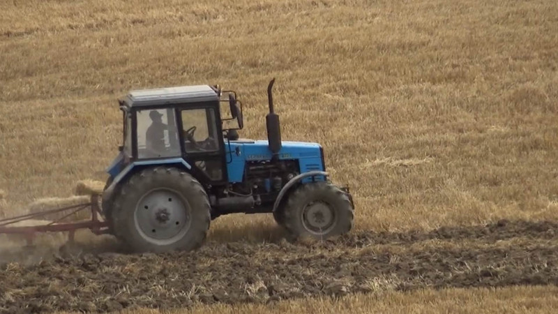 Quba: bu il taxıl sahələrindən yüksək məhsuldarlıq əldə olunub
