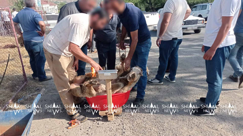 Şimal: qurbanlıq heyvanın qiyməti əsasən 2 cür hesablanır