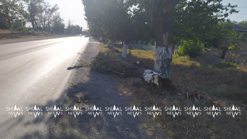 Quba-Xaçmaz yolunda ağac aşıb