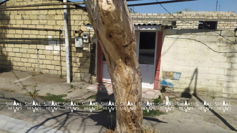 Xaçmaz: qurumuş ağaclar sakinlərə zərər vura bilər