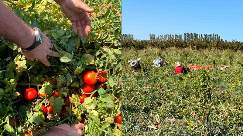Qusarda bir sahədən 100 ton pomidor yığılıb