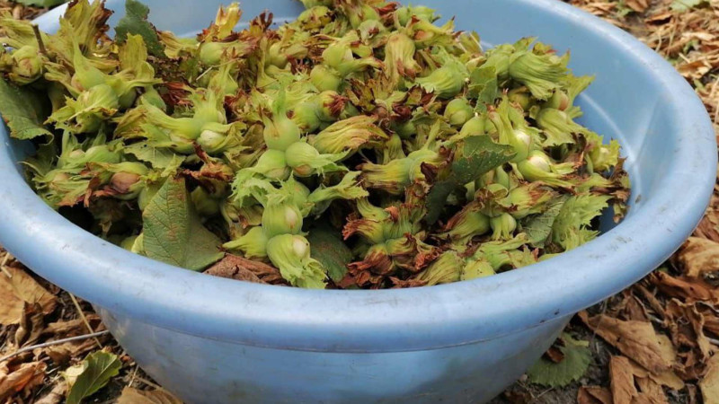 Xaçmazda kütləvi fındıq yığımı başlayır