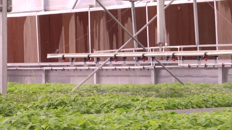 Qubada yeni calaq altıların alınması üzərində tədqiqat işləri görülür