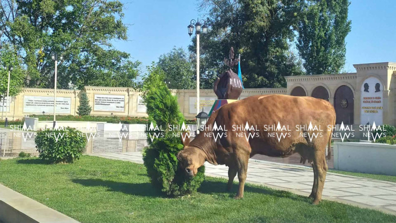 Quba: mixəyi inəyin park sərgüzəştləri