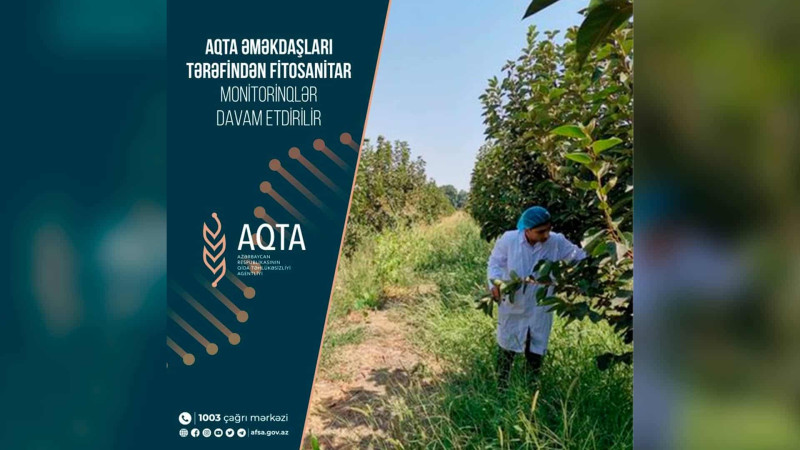 Quba və Qusarda fitosanitar yoxlamalar davam etdirilir