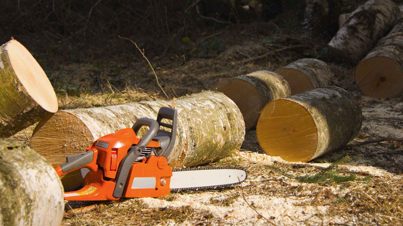 İsmayıllı sakini qanunsuz olaraq ağac kəsib