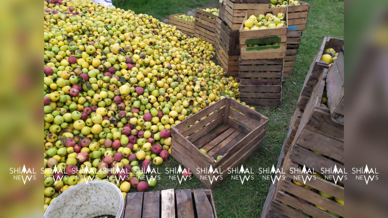 Qubada “ağac dibi” almaların alışı həyata keçirilir