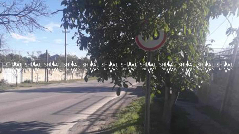 Quba-Xaçmaz yolu: Alekseyevka kəndində yol nişanı ağacın arxasında gizlənib