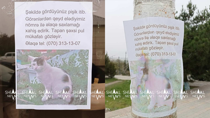 Axtaran tapar: axtarışda olan pişik tapılıb