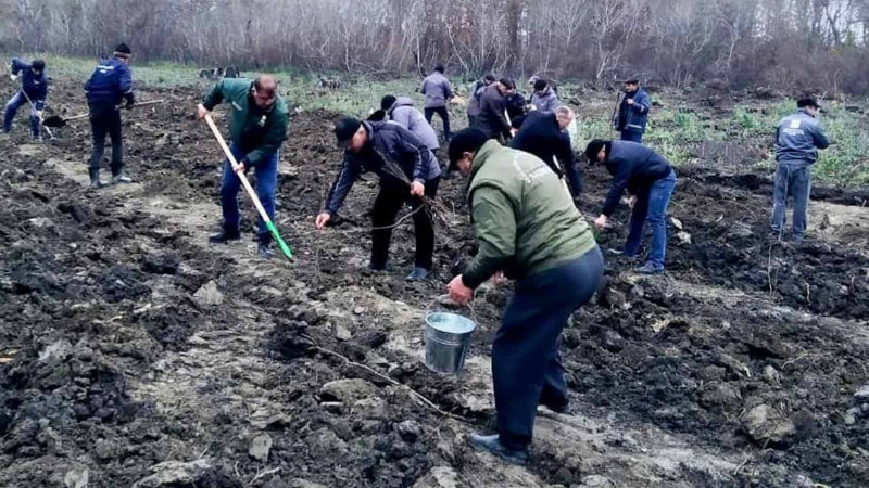 ETSN: Quba və Şabranda meşələrin bərpası davam edir