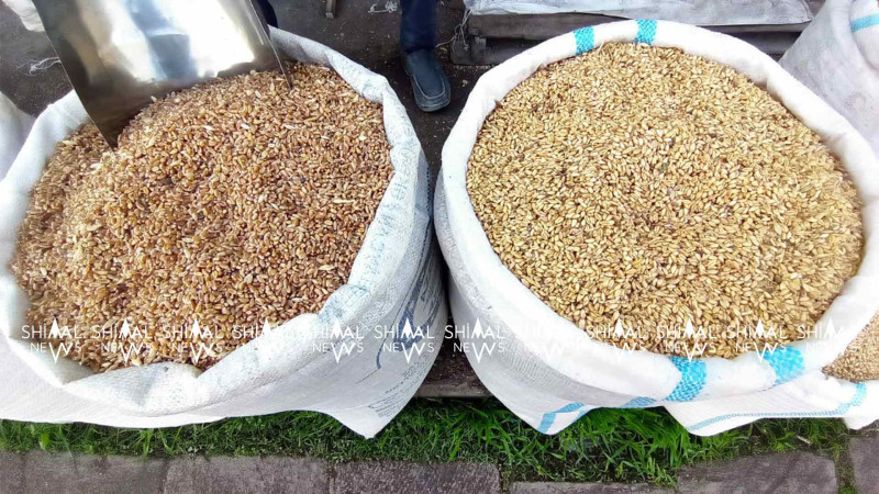 Xaçmazda buğda və arpanın qiyməti dəyişib