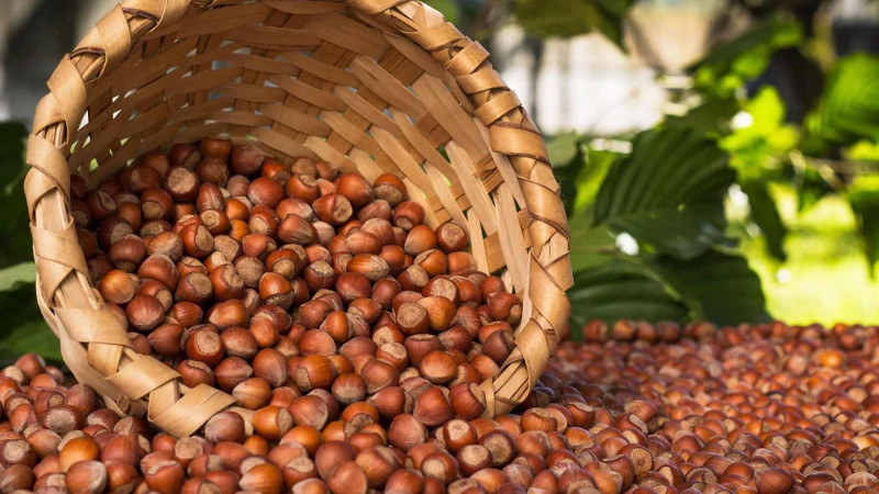 İsmayıllıda findıq bağbanları sevindirib