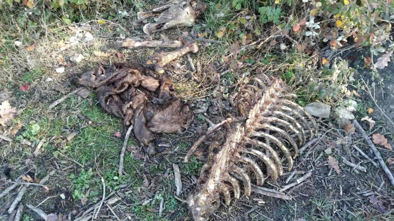 İsmayıllı: Tingçilikdə tapılan heyvanların qalıqları söz-söhbətə səbəb olub