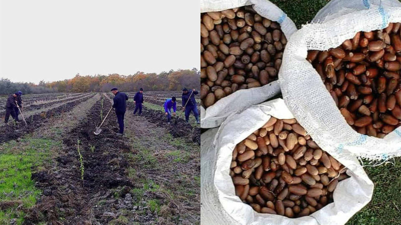 ETSN: Quba meşələrində bərpa işləri davam edir