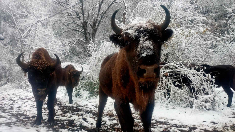 Hətta qışda İsmayıllıya gəlib zubrları seyr etmək olar