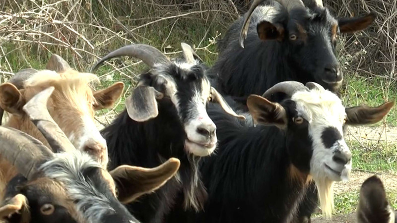 İsmayıllıda fermer qoyunları keçilərlə əvəz edib