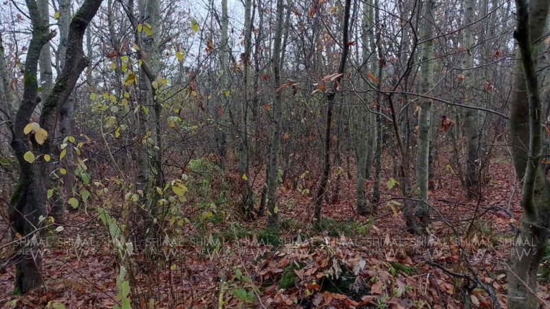 Xaçmazda yerləşən Azərbaycanın ən gənc Milli Parkı