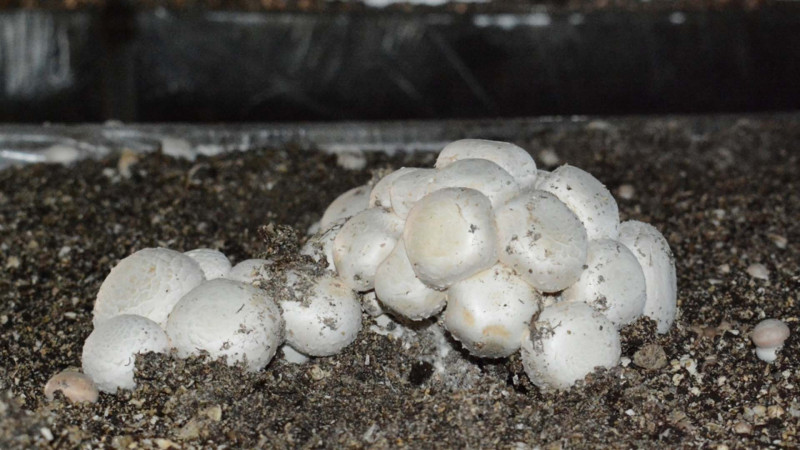 Xaçmazda biznes: Çarxıda il ərzində 150 ton göbələk yetişdirilir