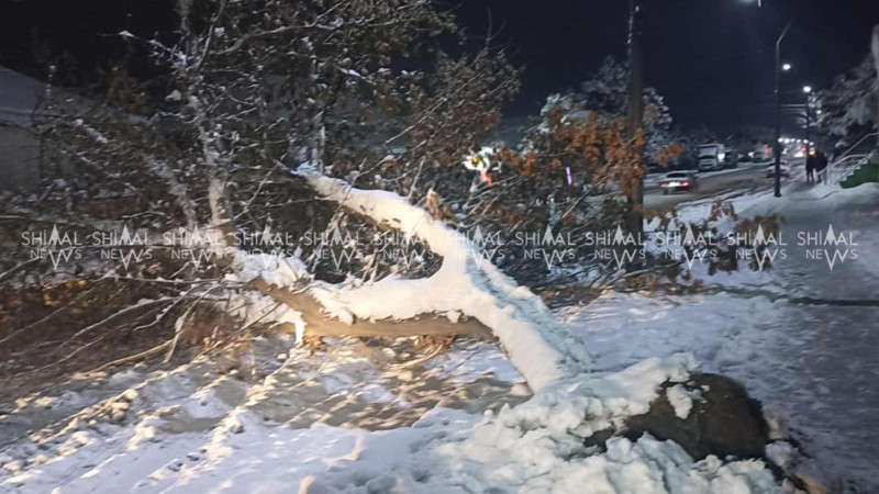 Xudatda ağac sınaraq yolun hərəkət hissəsinə düşüb