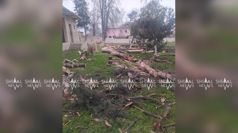 Quba: Zərdabidə quru ağaclar kəsilib