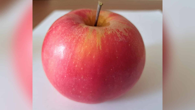 Quba-Xaçmaz: yeni alma sortunun tətbiqi başlanıb