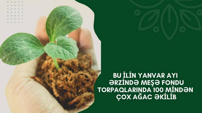 Qubanın meşə torpaqlarında ağaclar əkilib