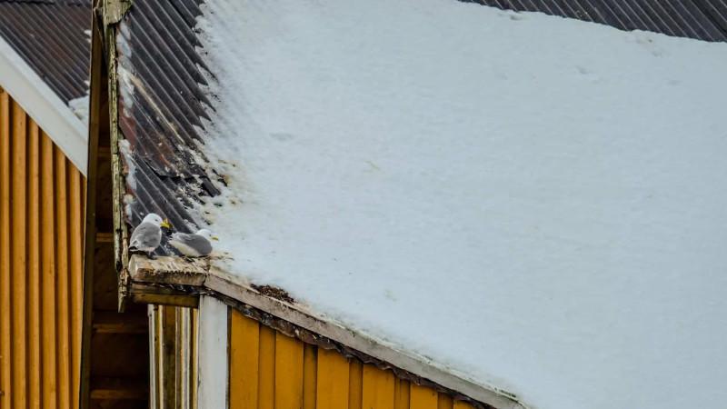 İsmayıllıda bədbəxt hadisə: tövləni təmizləyən qadın xəsarət alıb